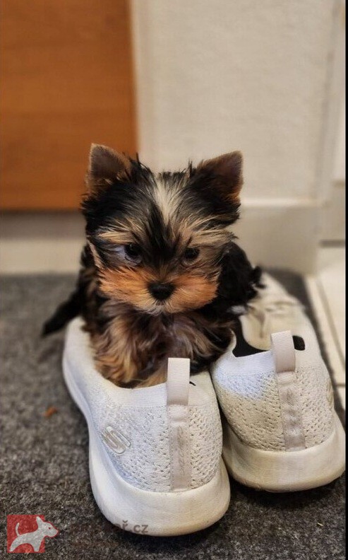 Nabízím mini stenatka jorksirskych terieru s PP Štěňata yorkšírských teriérů s PP