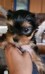 Inzerce psů Nabízím mini stenatka jorksirskych terieru s PP Štěňata yorkšírských teriérů s PP