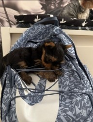 Nabízím mini stenatka jorksirskych terieru s PP Štěňata yorkšírských teriérů s PP