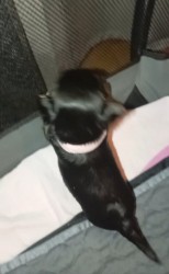 Nabízím mini stenatka jorksirskych terieru s PP Štěňata yorkšírských teriérů s PP