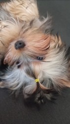 Nabízím mini stenatka jorksirskych terieru s PP Štěňata yorkšírských teriérů s PP