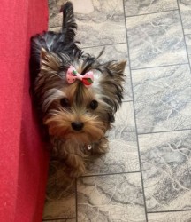 Nabízím mini stenatka jorksirskych terieru s PP Štěňata yorkšírských teriérů s PP