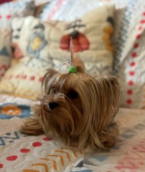 Nabízím mini stenatka jorksirskych terieru s PP Štěňata yorkšírských teriérů s PP