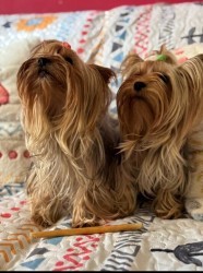 Nabízím mini stenatka jorksirskych terieru s PP Štěňata yorkšírských teriérů s PP