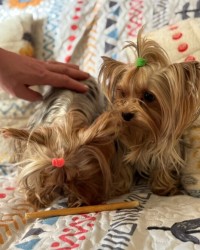 Nabízím mini stenatka jorksirskych terieru s PP Štěňata yorkšírských teriérů s PP