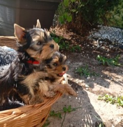 Nabízím mini stenatka jorksirskych terieru s PP Štěňata yorkšírských teriérů s PP
