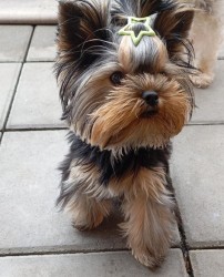 Nabízím mini stenatka jorksirskych terieru s PP Štěňata yorkšírských teriérů s PP