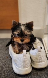 Nabízím mini stenatka jorksirskych terieru s PP Štěňata yorkšírských teriérů s PP