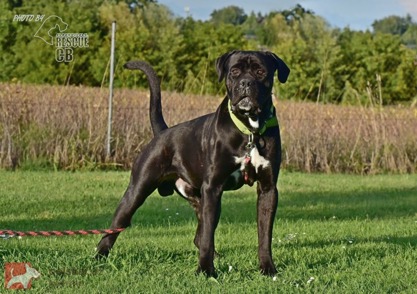 Darujeme nalezeného křížence bandoga