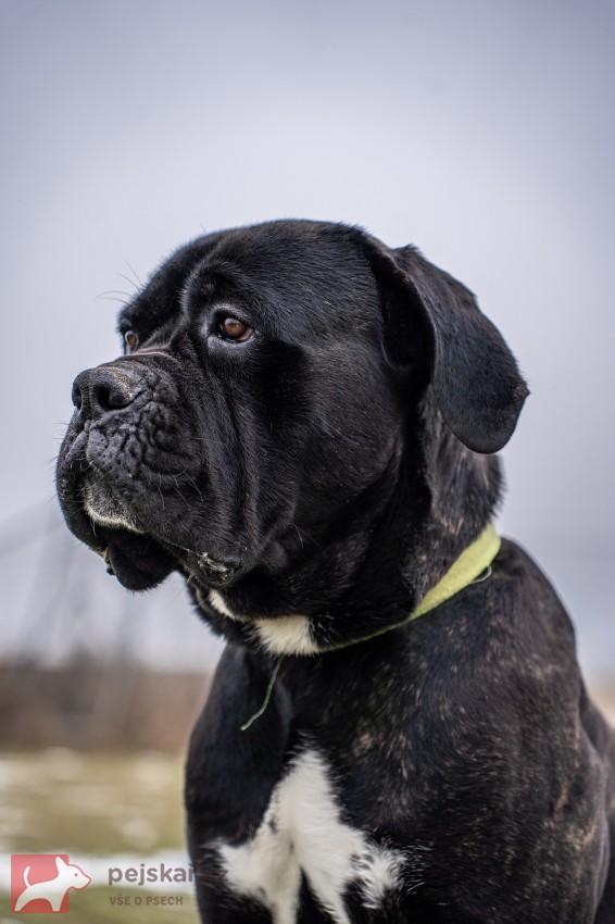 Darujeme nalezeného křížence bandoga