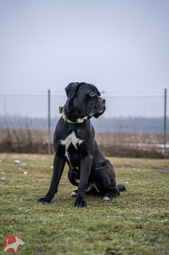 Darujeme nalezeného křížence bandoga