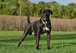 Darujeme nalezeného křížence bandoga