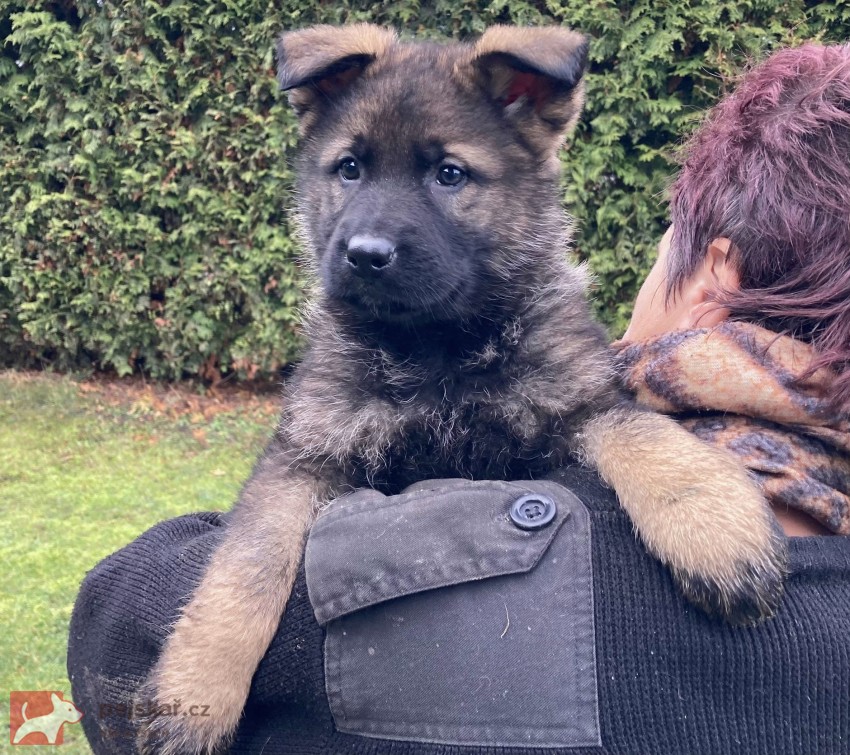 Německý ovčák mohutná fenka