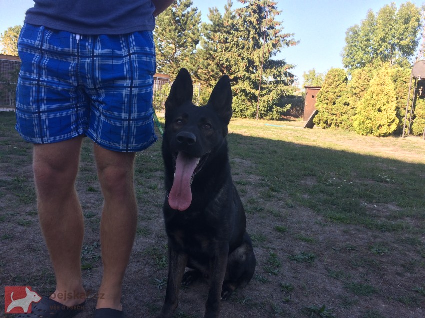 Německý ovčák mohutná fenka