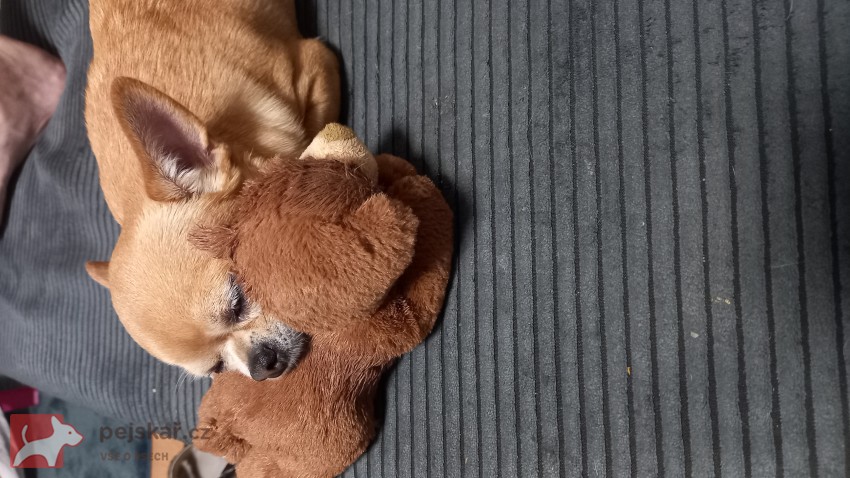 Darujeme čivavu, 5 let, s PP