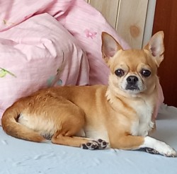 Inzerce psů Darujeme čivavu, 5 let, s PP