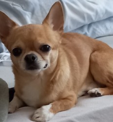 Darujeme čivavu, 5 let, s PP