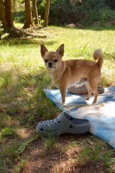 Darujeme čivavu, 5 let, s PP