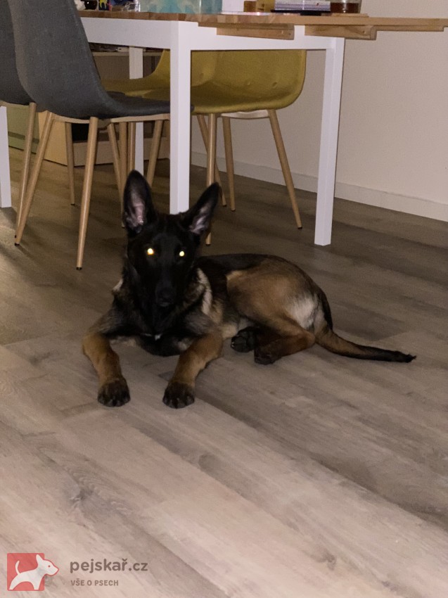 Fena belgického ovčáka