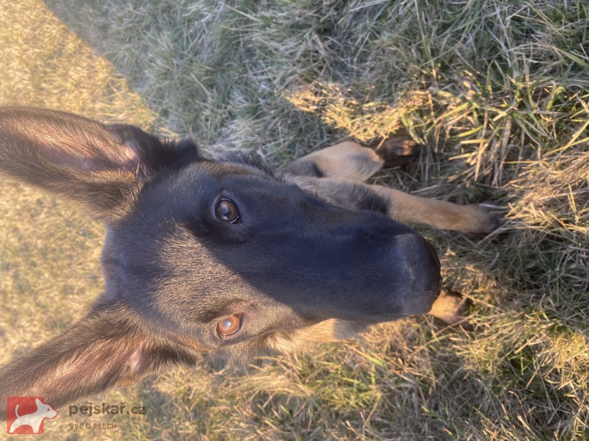 Fena belgického ovčáka