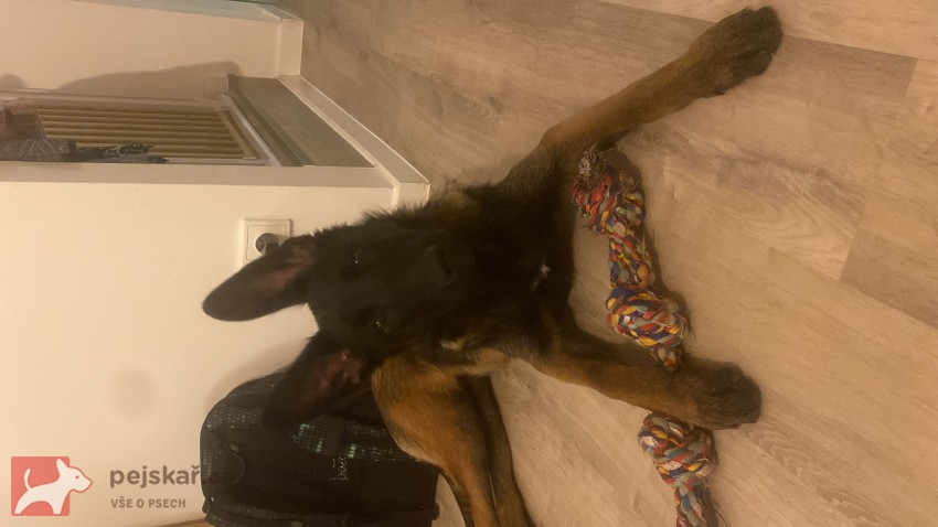 Fena belgického ovčáka