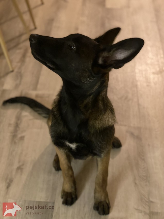 Fena belgického ovčáka