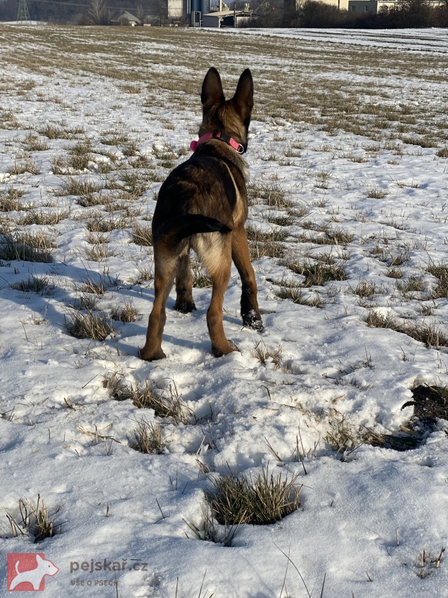 Fena belgického ovčáka