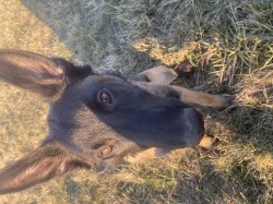 Inzerce psů Fena belgického ovčáka