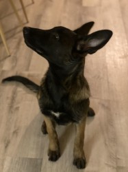 Fena belgického ovčáka