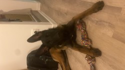 Fena belgického ovčáka