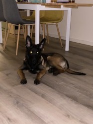 Fena belgického ovčáka