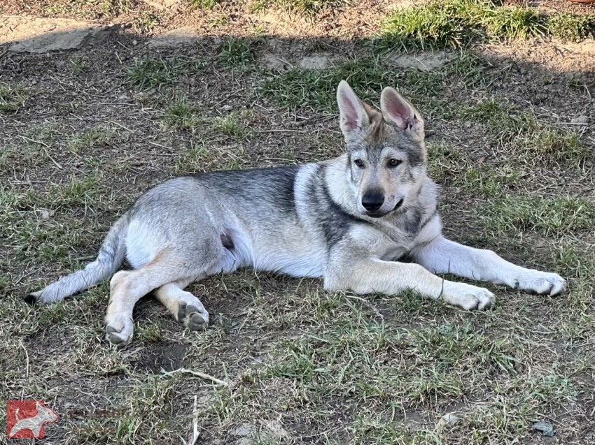 Československý vlčák s rodokmenem TOP spojení