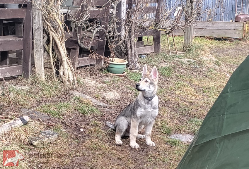 Československý vlčák s rodokmenem TOP spojení