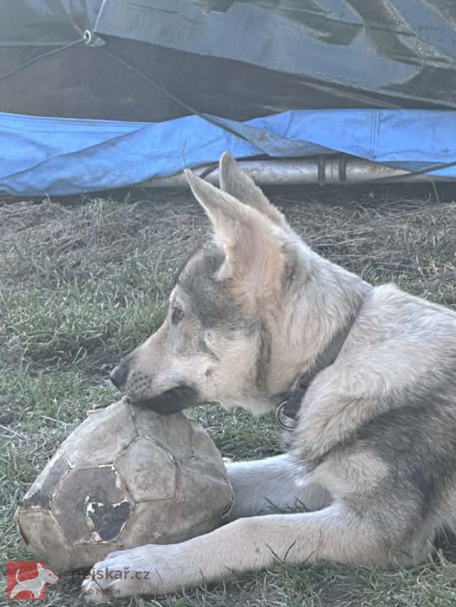 Československý vlčák s rodokmenem TOP spojení
