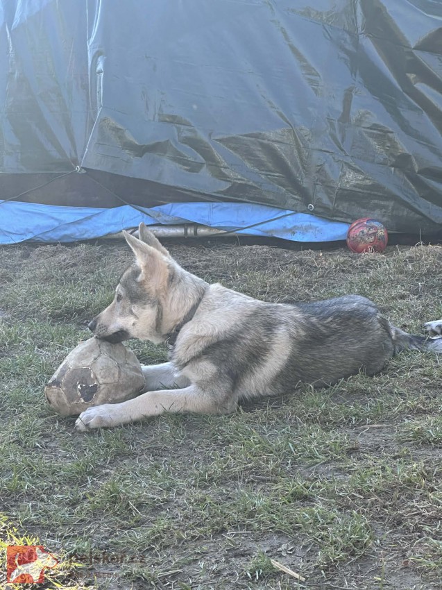 Československý vlčák s rodokmenem TOP spojení