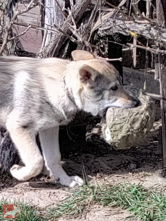 Československý vlčák s rodokmenem TOP spojení