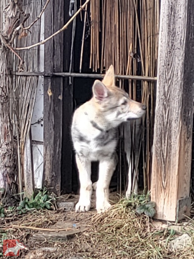 Československý vlčák s rodokmenem TOP spojení