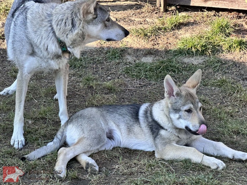 Československý vlčák s rodokmenem TOP spojení