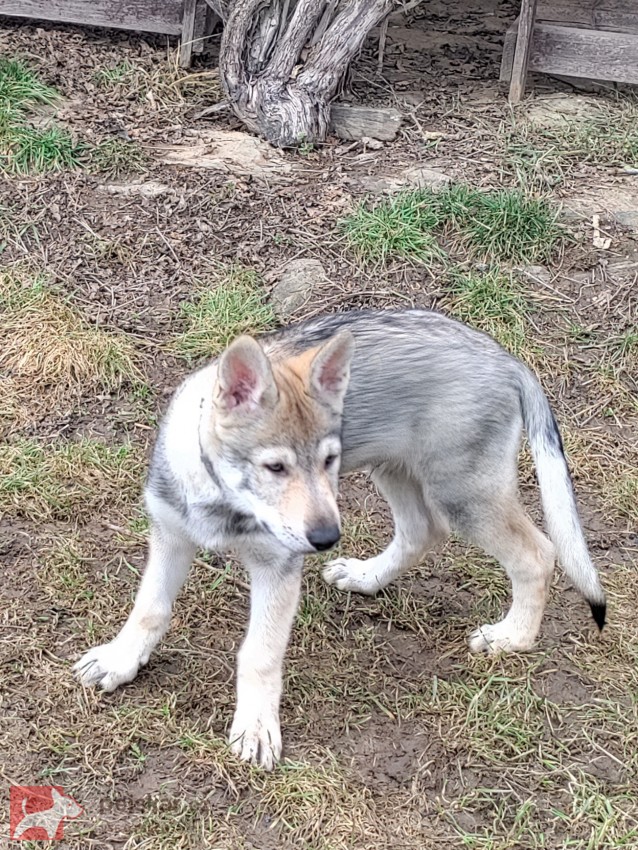 Československý vlčák s rodokmenem TOP spojení
