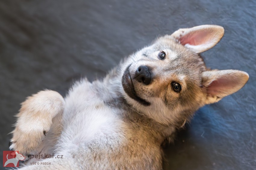Československý vlčák s rodokmenem TOP spojení