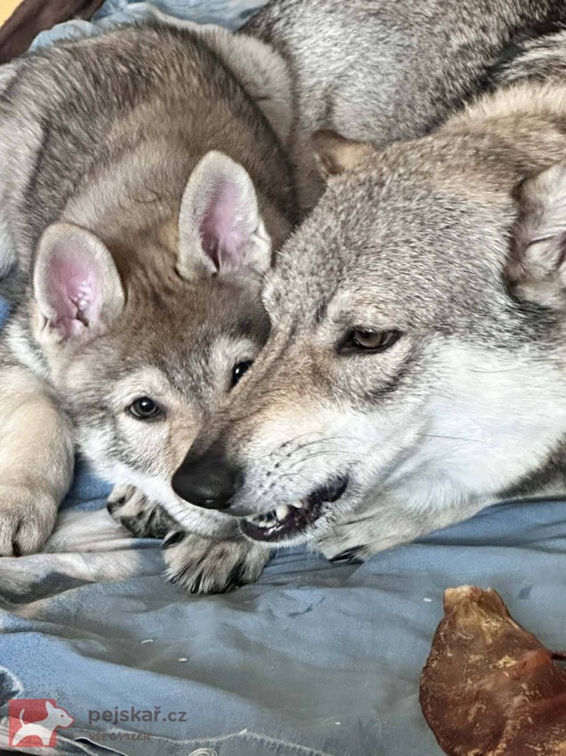 Československý vlčák s rodokmenem TOP spojení