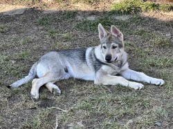 Inzerce psů Československý vlčák s rodokmenem TOP spojení