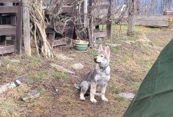 Československý vlčák s rodokmenem TOP spojení