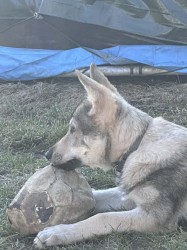 Československý vlčák s rodokmenem TOP spojení