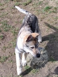 Československý vlčák s rodokmenem TOP spojení