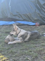 Československý vlčák s rodokmenem TOP spojení