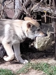 Československý vlčák s rodokmenem TOP spojení