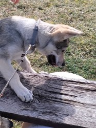 Československý vlčák s rodokmenem TOP spojení