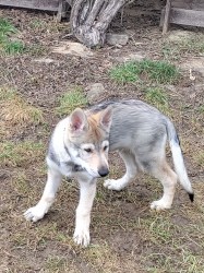 Československý vlčák s rodokmenem TOP spojení