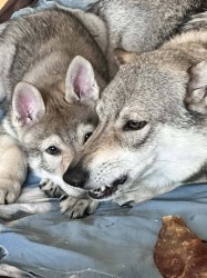 Československý vlčák s rodokmenem TOP spojení